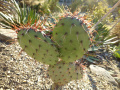 Opuntia stenopetala