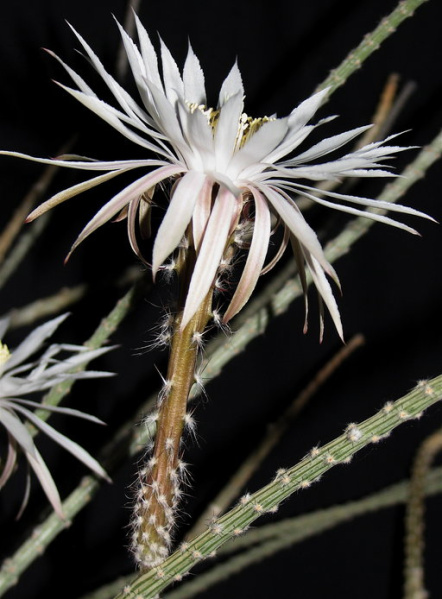 Файл:Peniocereus striatus 3.jpeg