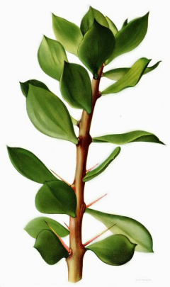 Pereskiopsis rotundifolia (chapistle).jpg