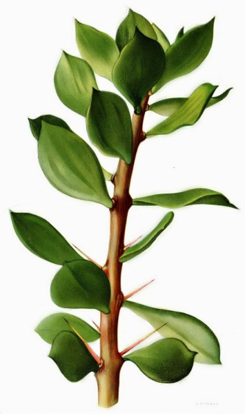 Файл:Pereskiopsis rotundifolia (chapistle).jpg