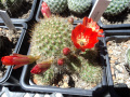 Rebutia deminuta ssp. kupperiana 3.jpg
