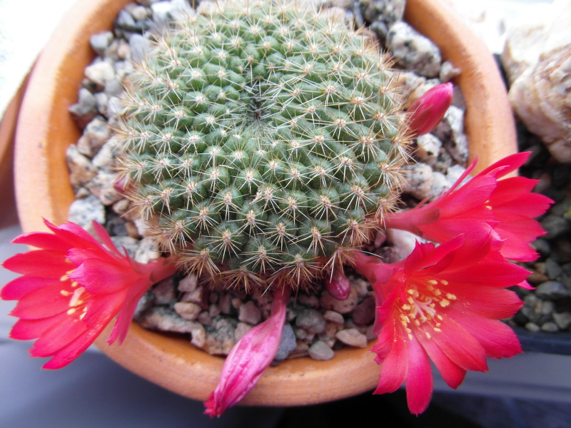 Файл:Rebutia minuscula-viv.JPG