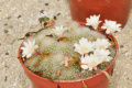 Rebutia pulvinosa ssp. albiflora 02.jpg