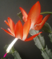 Schlumbergera, култивар