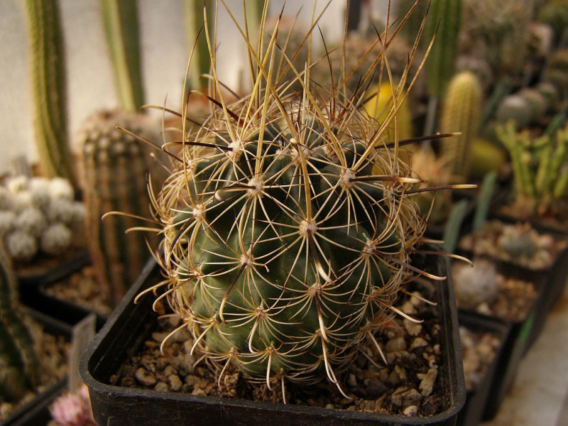 Файл:Sclerocactus scheeri.jpg