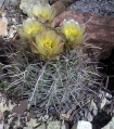 Sclerocactus wrightiae