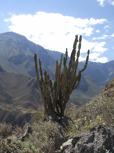 Файл:Armatocereus matucanensis.JPG