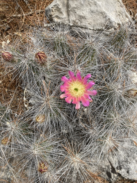 Файл:Echinocereus parkeri ssp. gonzalezii.jpg
