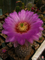 Echinocereus reichenbachii ssp. reichenbachii var. albispinus5.jpg
