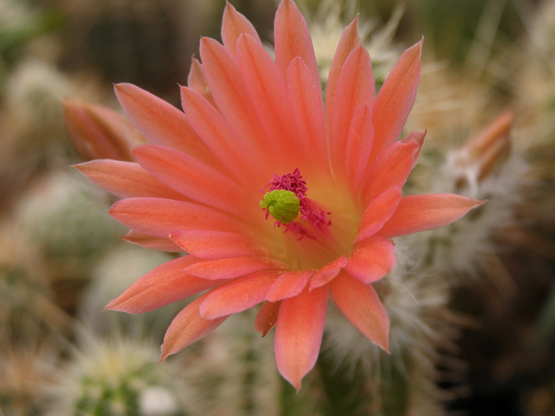 Файл:Echinocereus salm-dyckianus 2.jpg