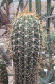 Echinopsis terscheckii