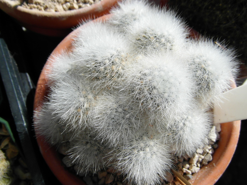 Файл:Mammillaria schwarzii 25.JPG