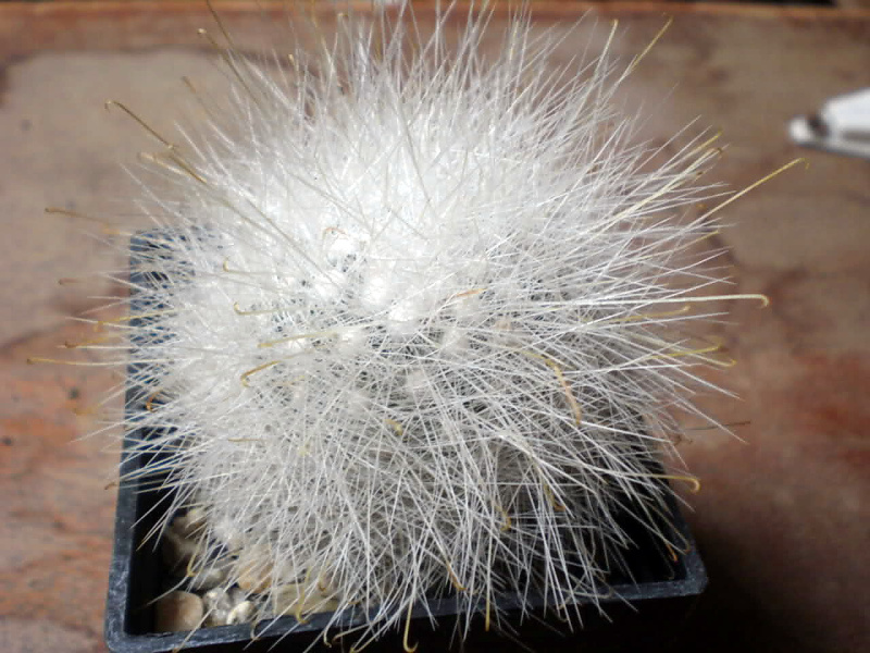 Файл:Mammillaria senilis 2 A.Popov.jpg