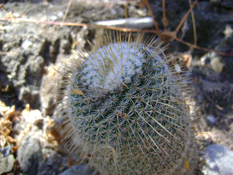 Файл:Mammillaria supertexta 2h.jpg