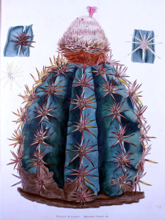 Melocactus lemairei BHL15892258.jpg
