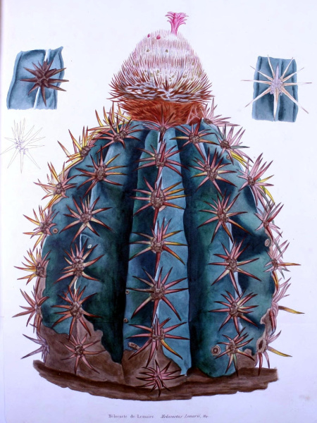 Файл:Melocactus lemairei BHL15892258.jpg