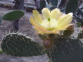 Opuntia hyptiacantha
