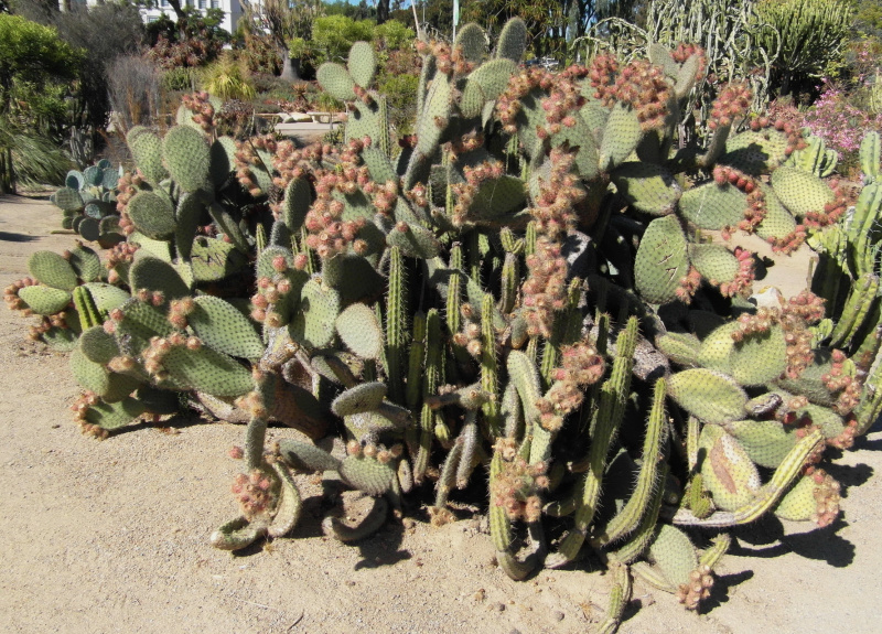 Файл:Opuntia pilifera 7.JPG