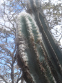 Pilosocereus leucocephalus