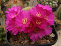 Rebutia mentosa ssp. mentosa 22.jpg
