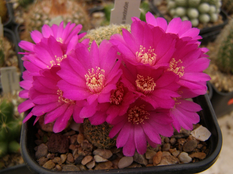 Файл:Rebutia mentosa ssp. mentosa 22.jpg