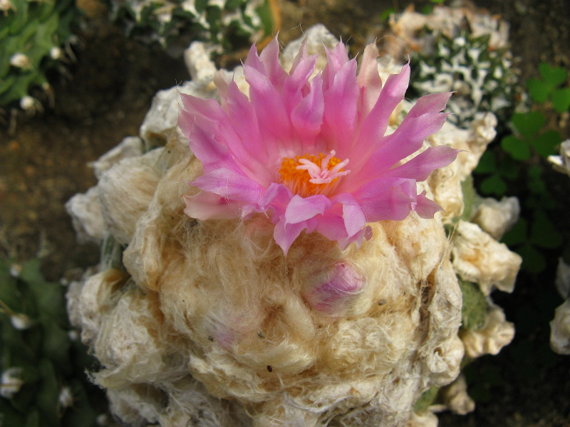 Файл:Ariocarpus lloydii 1.jpg