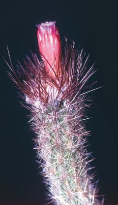 Arrojadoa beateae PB.jpg