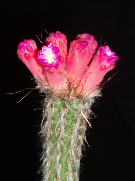 Файл:Arrojadoa eriocaulis.JPG