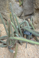 Cleistocactus parapetiensis
