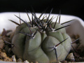 Copiapoa cinerea ssp. cinerea.jpg