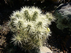 Cylindropuntia tunicata 2128.jpeg