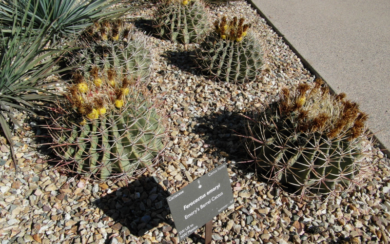 Файл:Ferocactus emoryi 7.JPG