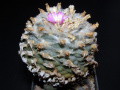 Lophophora williamsii