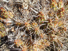 Maihueniopsis glomerata 3.JPG