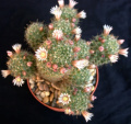 Mammillaria fittkaui~original.jpg