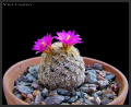 Mammillaria hernandezii-9.jpg