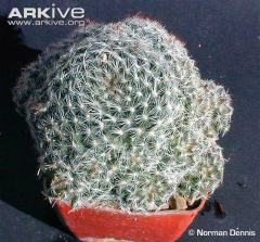 Mammillaria nana 0.jpg