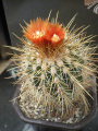 Parodia ritteri