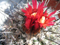 Parodia subterranea