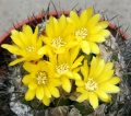 Rebutia neocumingii ssp. lanata 1.jpg