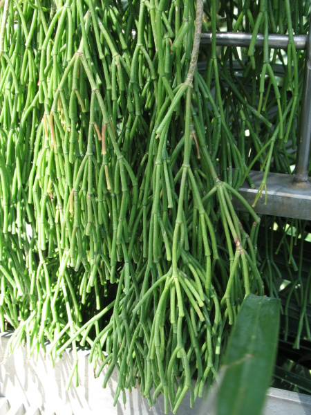 Файл:Rhipsalis clavata 1.jpg
