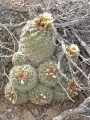 Sclerocactus mesae-verdae 4.jpeg