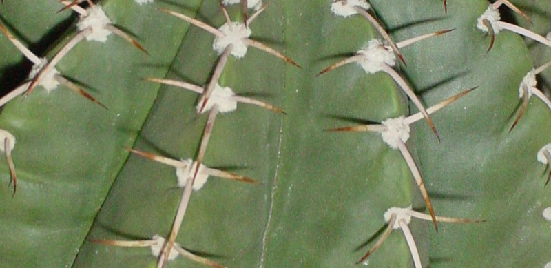 Файл:170277653 815761785696075 831537736579483221 n.jpg