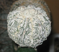 Astrophytum myriostigma sv.fukuryu wite