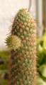 Austrocylindropuntia pachypus