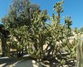 Austrocylindropuntia subulata ssp. subulata