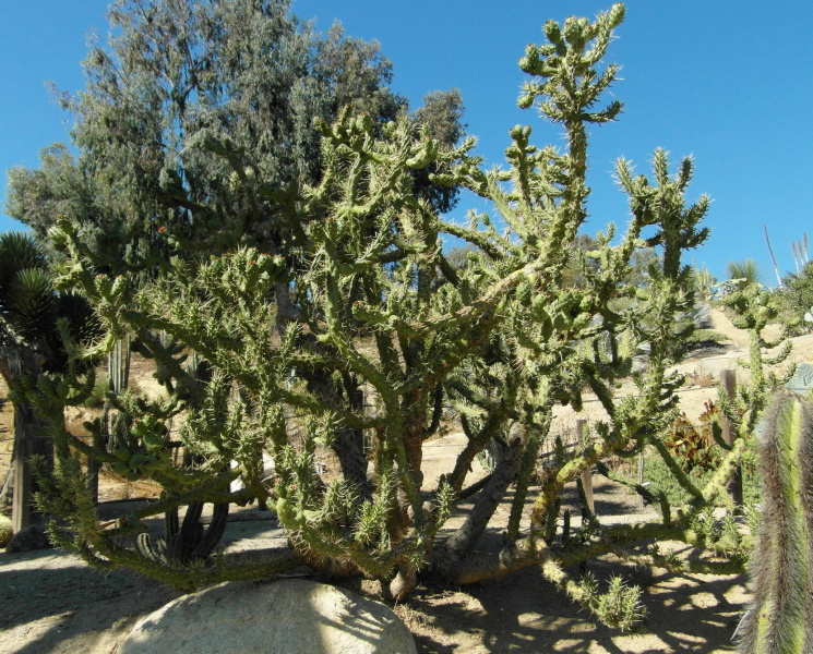 Файл:Austrocylindropuntia subulata 29.JPG