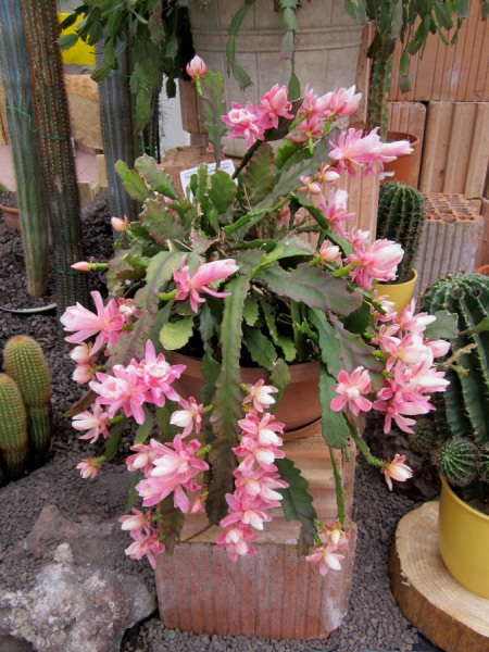 Файл:Disocactus phyllanthoides 3.jpg
