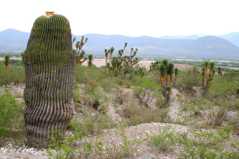 Файл:Echinocactus platyacanthus 1h.jpg