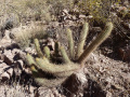 Echinopsis camarguensis 1.JPG